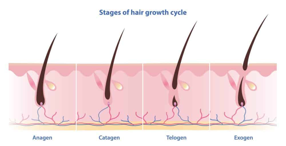 Stages,Of,Hair,Growth,Cycle,Vector,Isolated,On,White,Background.