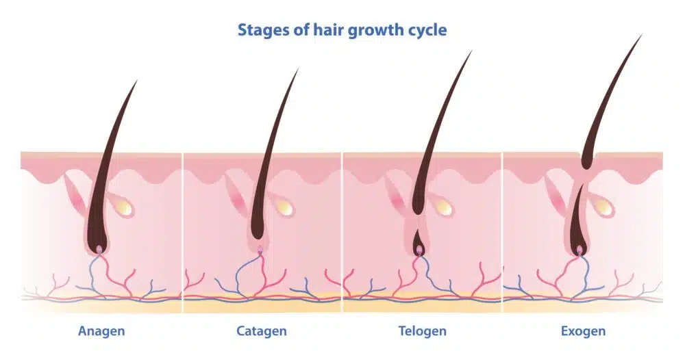 Stages,Of,Hair,Growth,Cycle,Vector,Isolated,On,White,Background.