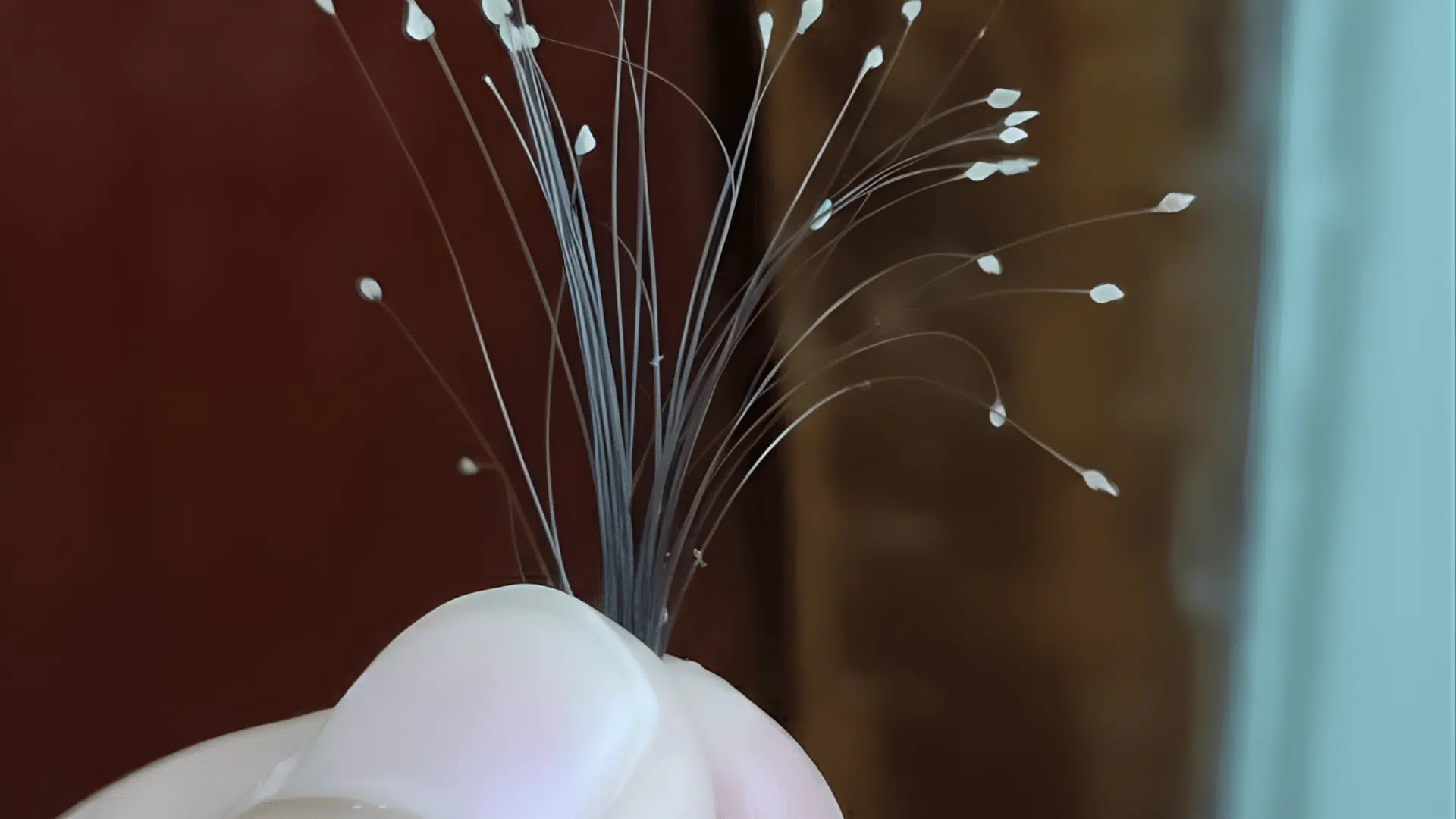what does a white bulb at the end of hair indicate