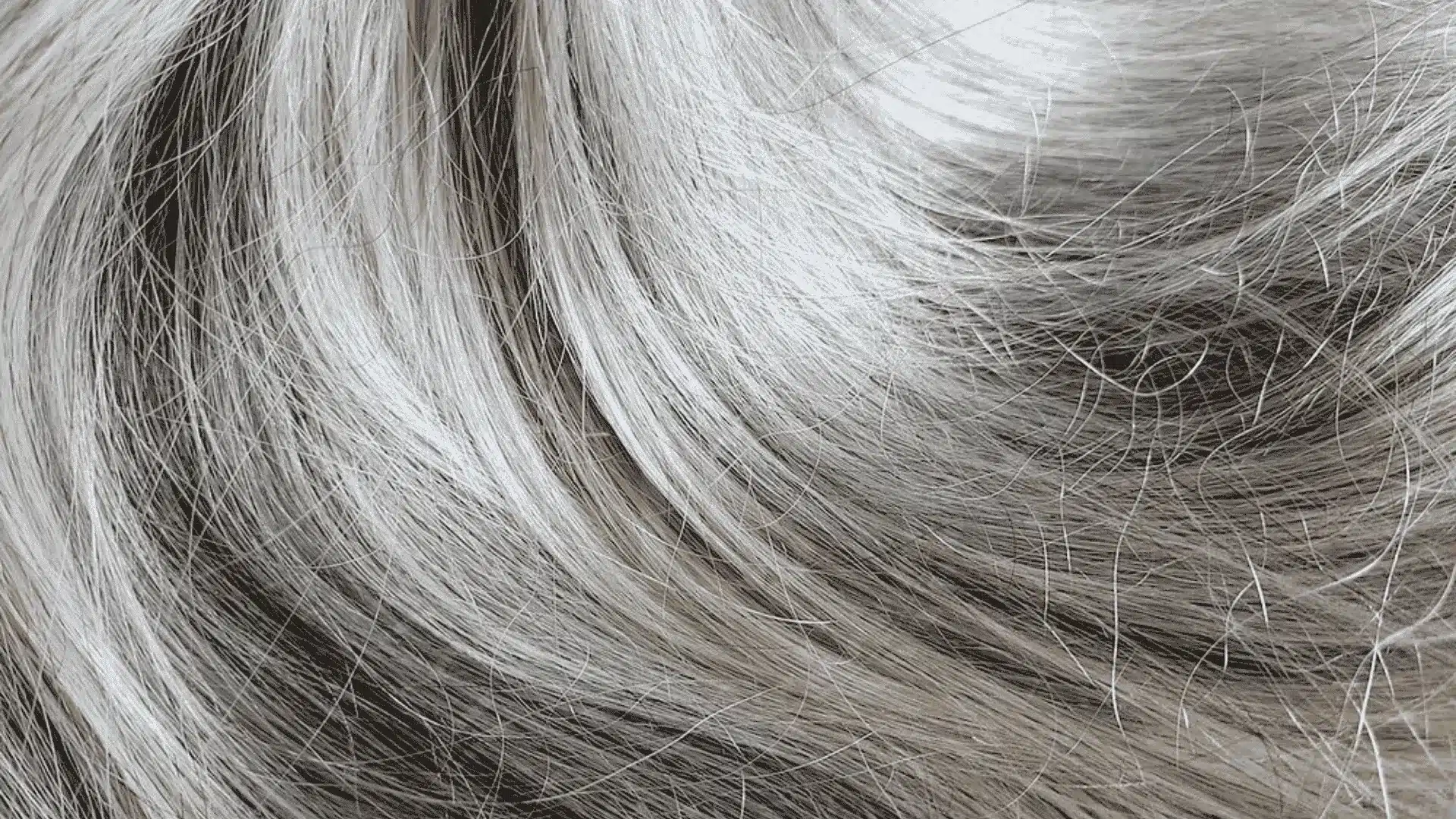 Close-up of hair, showcasing a significant number of silver strands, highlighting the natural aging process