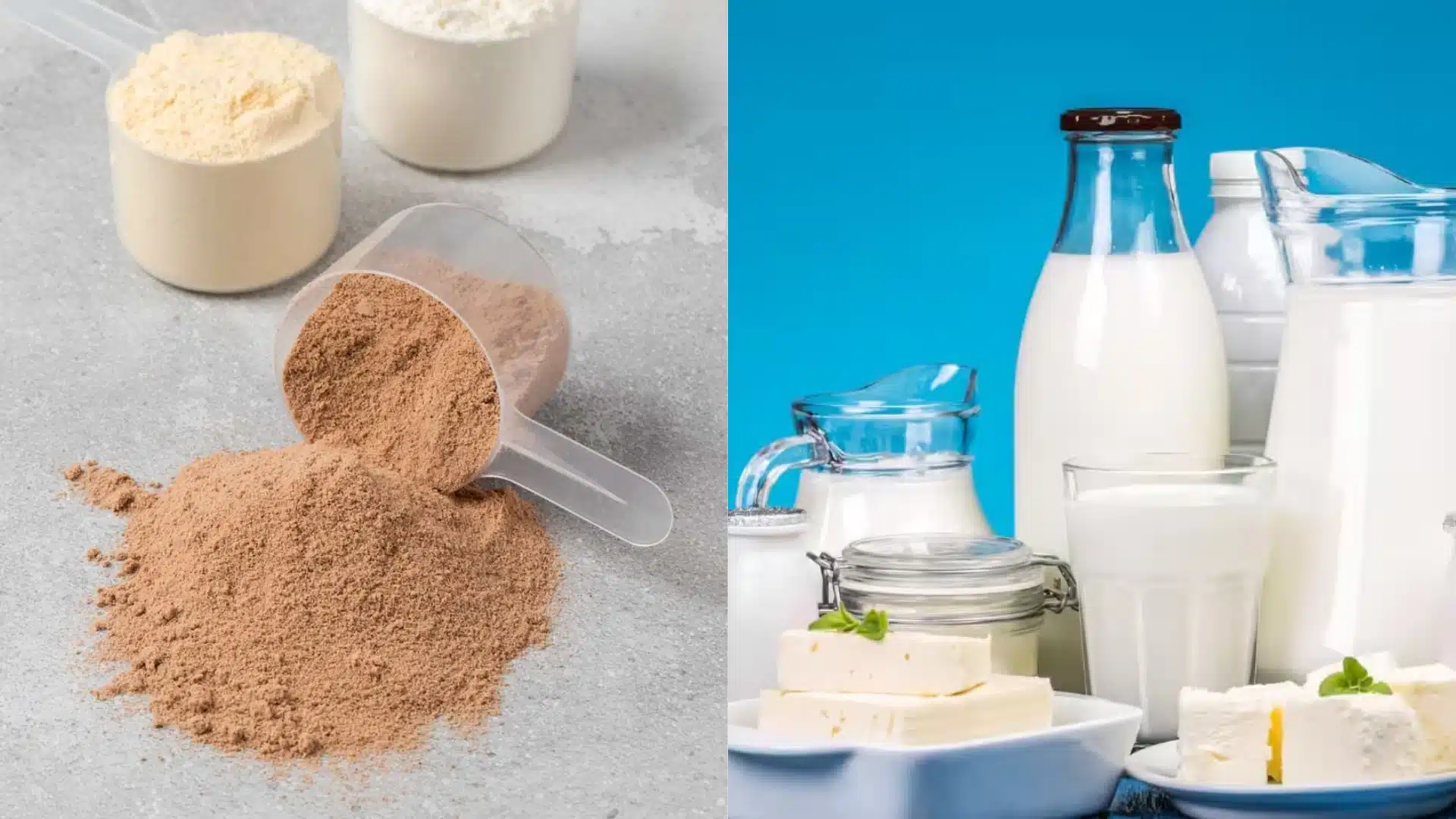 Split image comparing chocolate protein powder next to scoops on a gray surface with various dairy products like milk, pitchers, and cheese blocks against a bright blue background