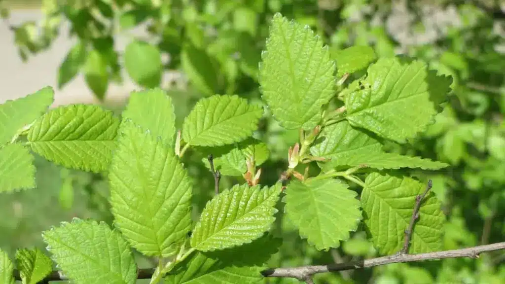 Close-up of vibrant green leaves with serrated edges on a branch.