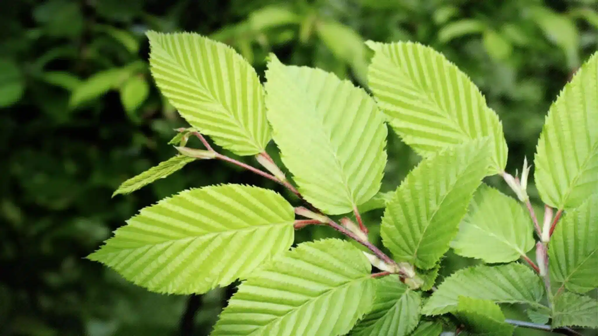 Close-up of slippery elm leaves on a branch with a blurred dark green background.