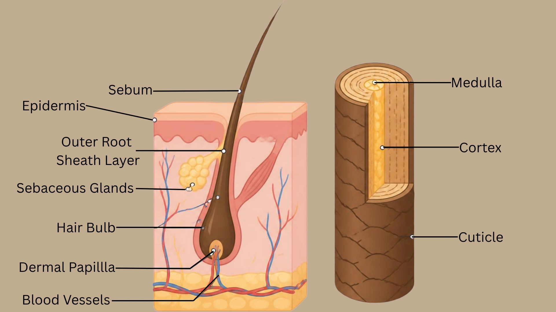 Medical illustration of human hair structure showing scalp anatomy