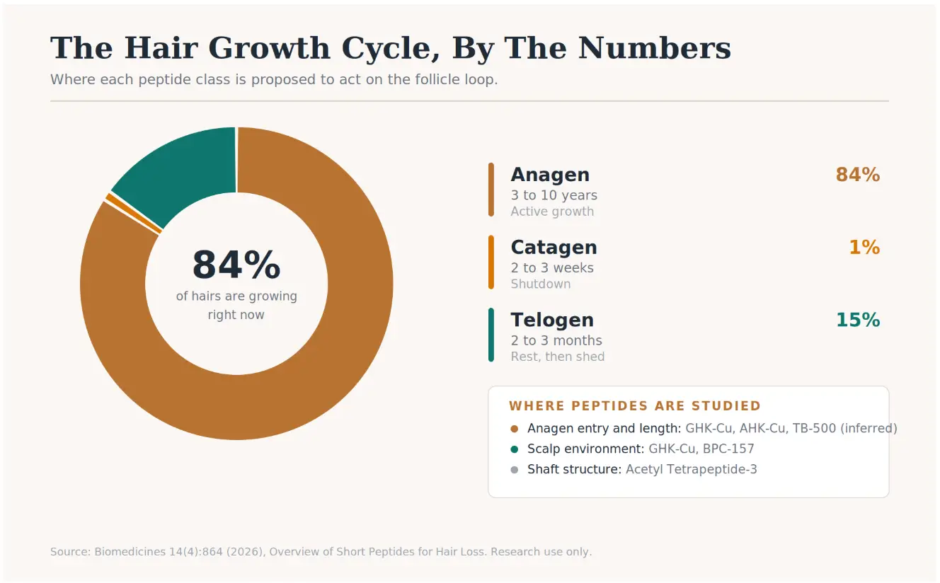 Donut chart showing hair growth cycle percentages with Anagen phase at 84%